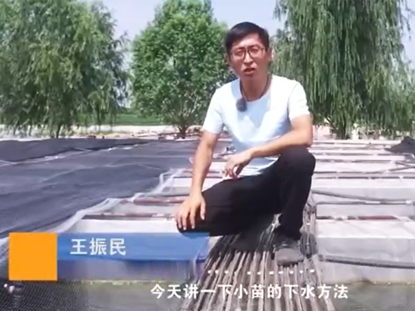 水蛭小苗的下水方法