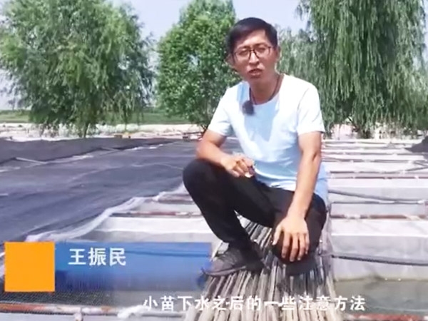 水蛭小苗下水后的注意和操作