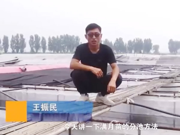 水蛭滿月苗的分池方法
