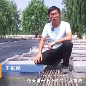 水蛭小苗的下水方法