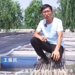 水蛭小苗下水后的注意和操作