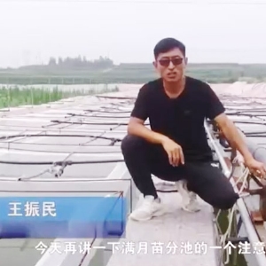 水蛭滿月苗的注意事項