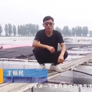 水蛭滿月苗的分池方法