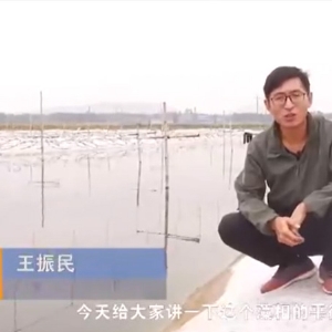水體藻相平衡